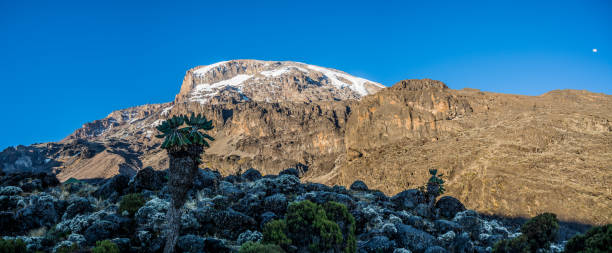 Kilimanjaro