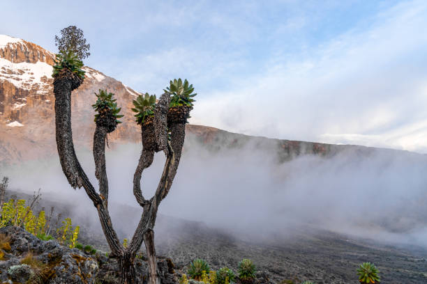 Kilimanjaro
