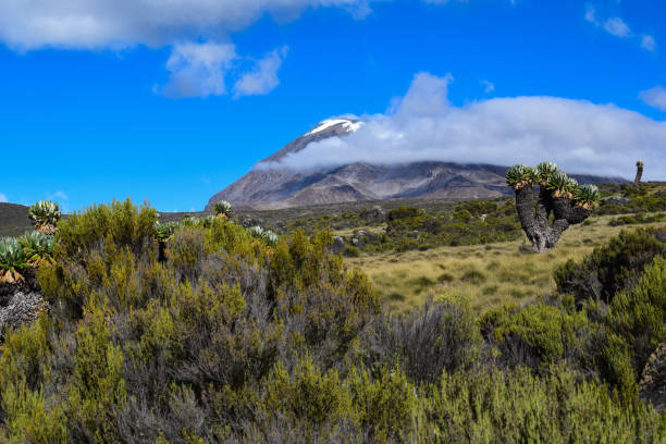 Kilimanjaro
