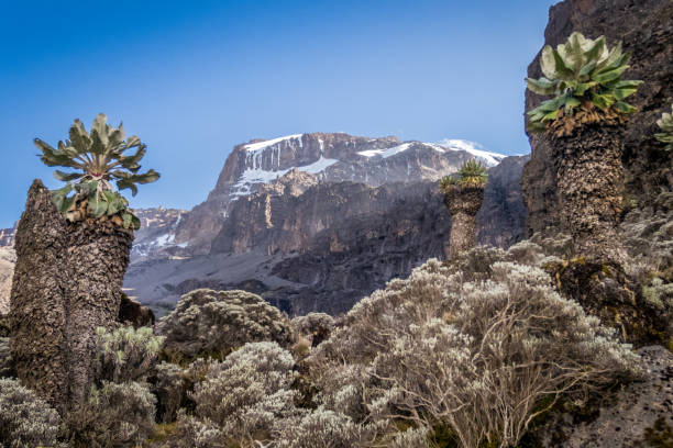 Kilimanjaro Trek