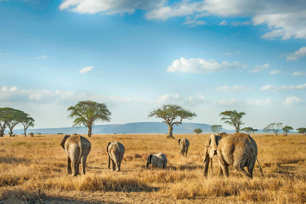 Serengeti Safari