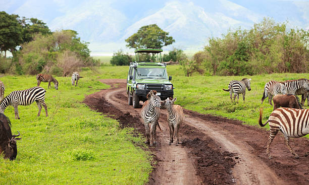 Wildlife Safari