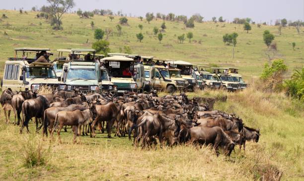 Safari Group