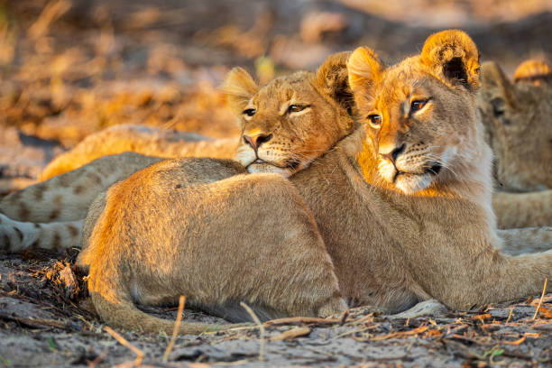 tanzania safari